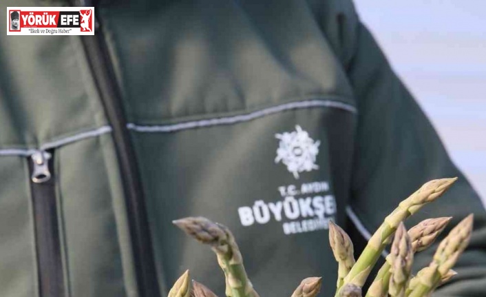 Büyükşehir’in Çiftçi Merkezi’ndeki kuşkonmazlardan erkenci hasat yapıldı