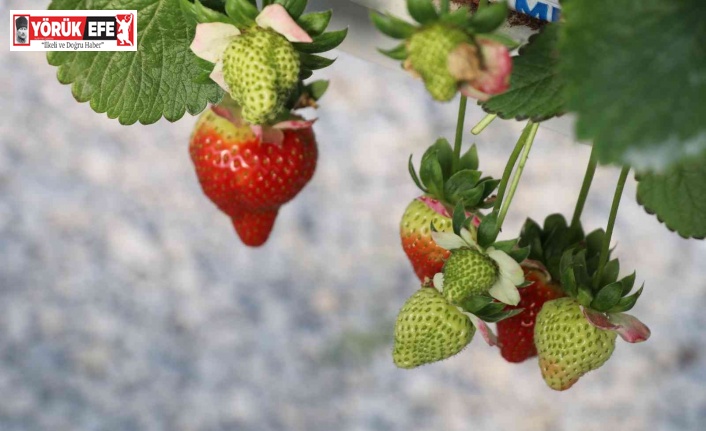 Çilek sektörü Aydın’da masaya yatırılacak