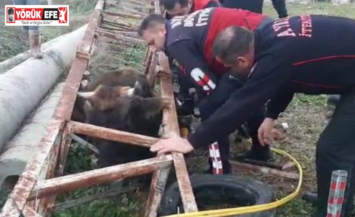Direğe sıkışan ineğin imdadına itfaiye koştu