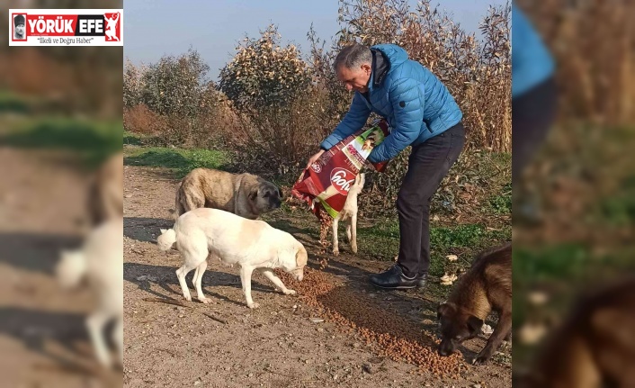 Efeler İlçe Tarım ve Orman Müdürlüğü ekipleri sokak hayvanlarını unutmadı