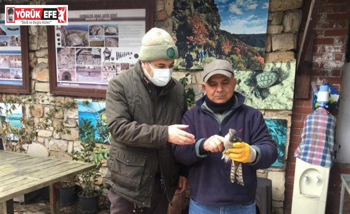 Kuşadası’nda yaralı atmaca ve porsuk tedavi altına alındı