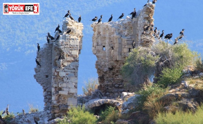 Latmos’u korumak için çağrıda bulundu
