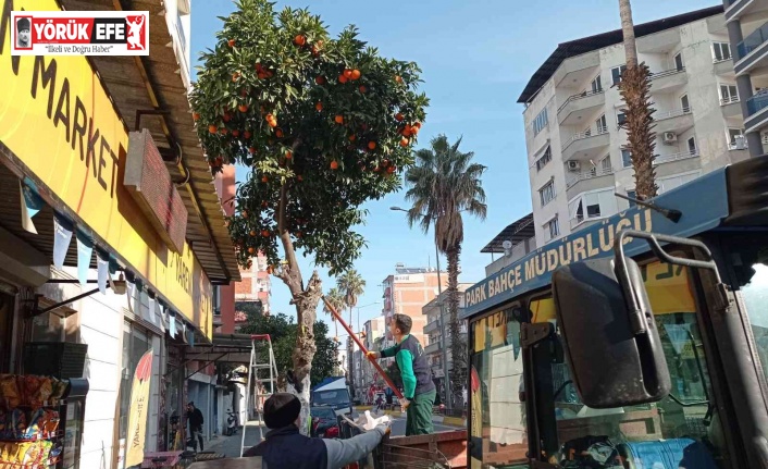 Nazilli’de toplanan turunçlar öğrencilere burs oluyor