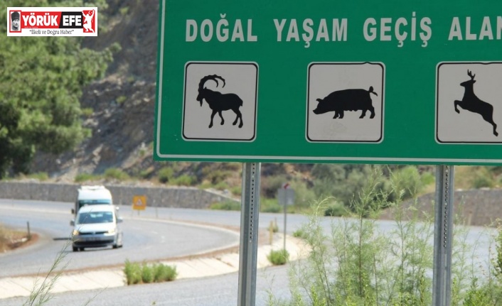 Söke-Milas karayolu yaban hayatını tehdit ediyor