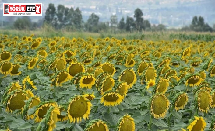 Aydın’da 4 ilçeye ayçiçek desteği verilecek
