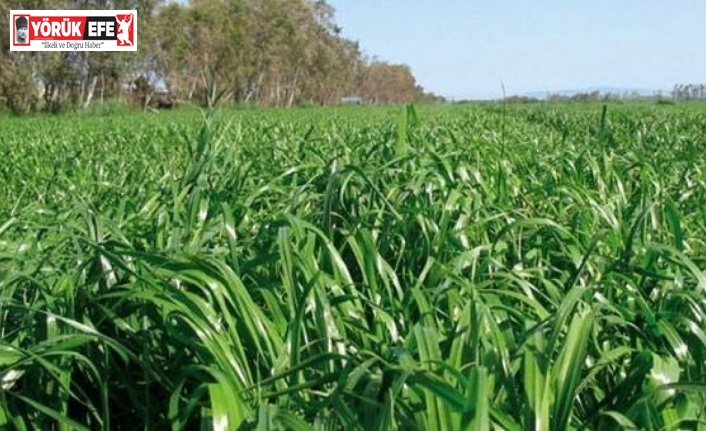 Aydın’da çiftçilere 90 milyonluk destek ödemesi başladı