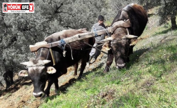 Aydın’da öküzler ve kara saban teknolojiye meydan okuyor