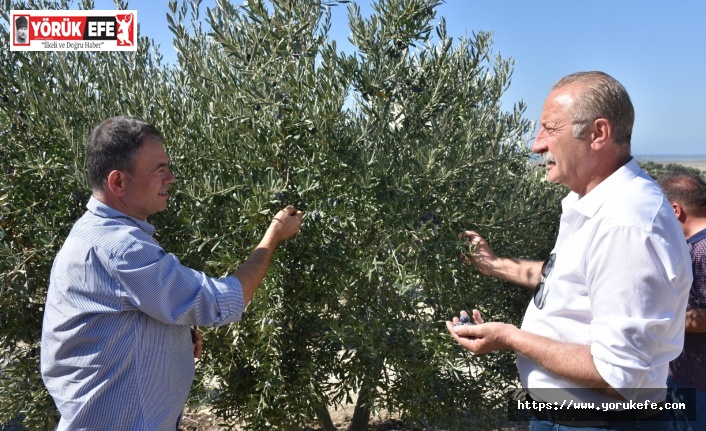 BAŞKAN ATABAY”ZEYTİNİME DOKUNMA”