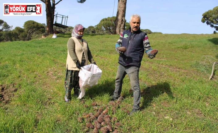 Çam fıstığı üreticilerinin ’tapu’ talebi