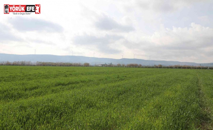 Didim’de buğdaylar yeşermeye başladı