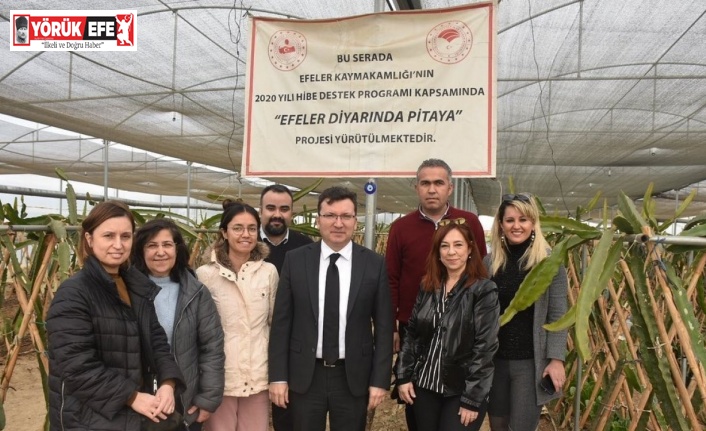 Efeler Kaymakamı Şahin pitaya üreticileri ile görüştü