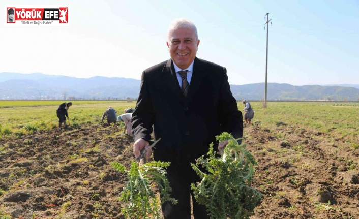 Efeler’de şevketi bostanların ilk hasadını Başkan Atay yaptı