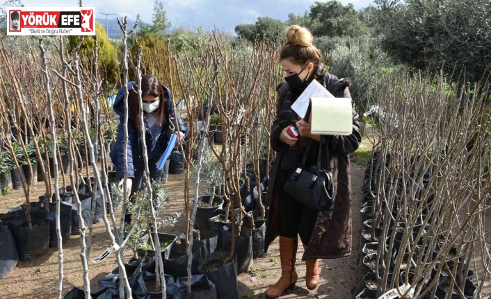 İzinsiz fidan satışına 54 bin TL ceza uygulanacak