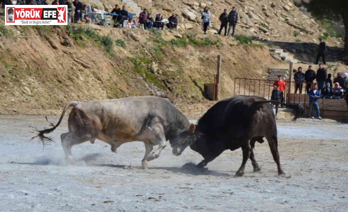 Koçarlı Boğa Güreşi Festivali renkli görüntülere sahne oldu