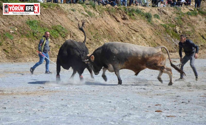 Koçarlı Boğa Güreşi Festivali renkli görüntülerle başladı