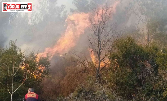 Kontrolden çıkan anız ateşi, ormanlık alana sıçradı