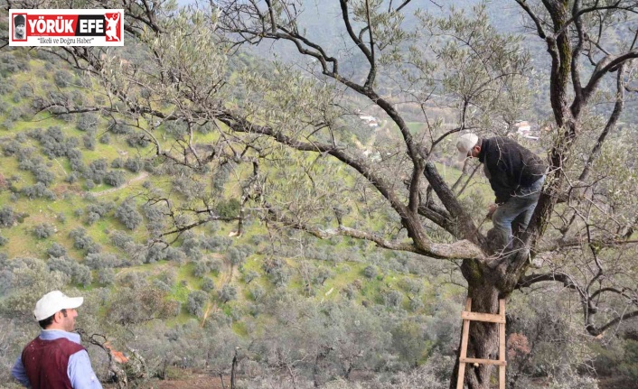 Köşk Belediyesi zeytinlikleri bakıma aldı