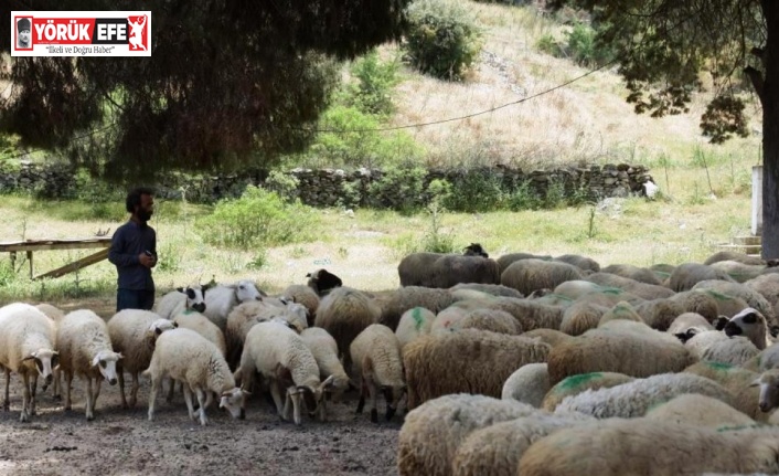 Köşk’te koyun ve keçi desteklemeleri askıya çıktı