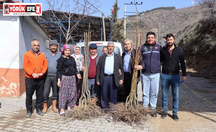 Nazilli’de 2. etap kestane fidanları dağıtıldı