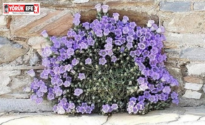 Söke’nin doğal süsü, koruma altına alınacak