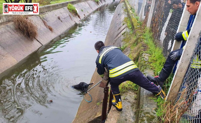 Sulama kanalına düşen köpeğin imdadına öğrenciler yetişti