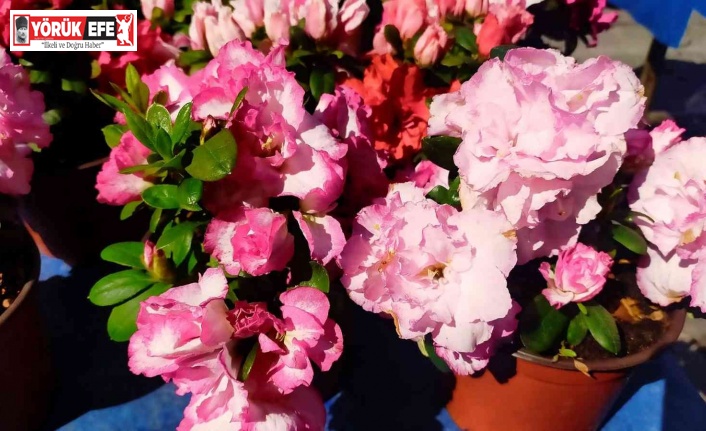 Tarihi Salı Pazarı çiçeklerle renklendi