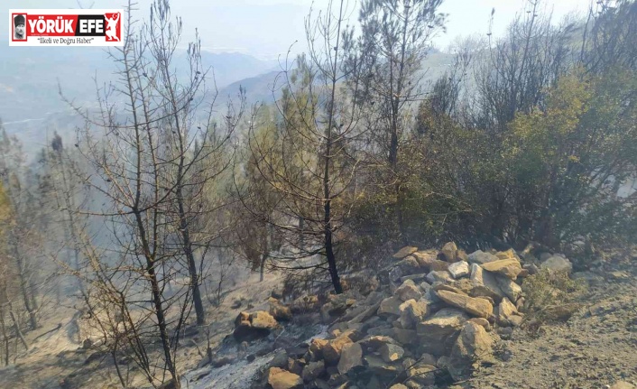 Yemek pişirmek isterken 80 dönümlük araziyi yaktığı iddia edilen şahıs tutuklandı