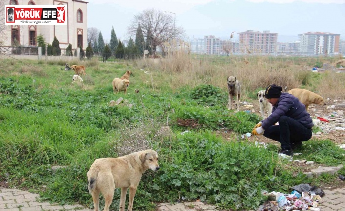 Zeybek mahallesinin en büyük sorunu sokak köpekleri oldu