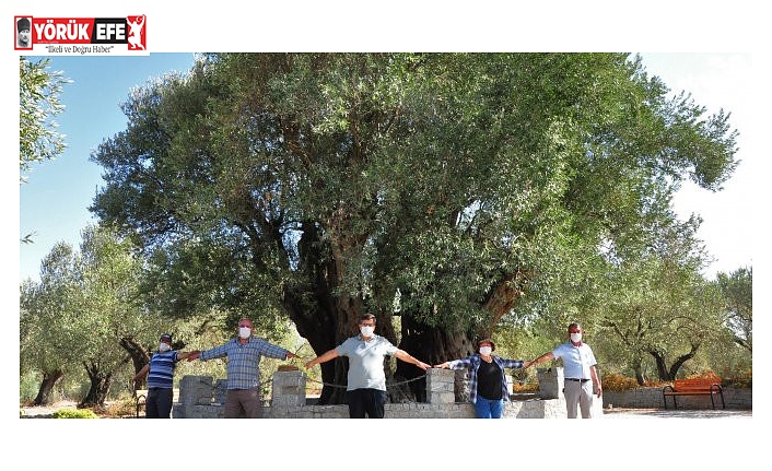 ZEYTİN AĞACI İNSANLIĞA SUNULMUŞ EN BÜYÜK ZENGİNLİĞİN NİMETİ VE BARIŞIN SEMBOLÜDÜR