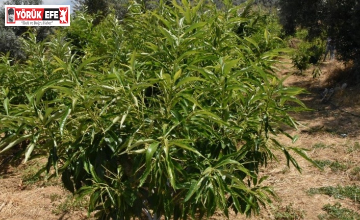 ADÜ Ziraat Fakültesi’nin 3 kestane çeşidi tescillendi