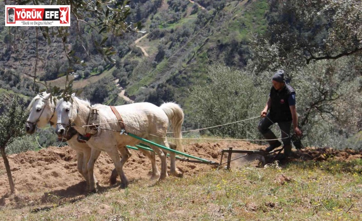 Aydın’da atların saban mesaisi başladı