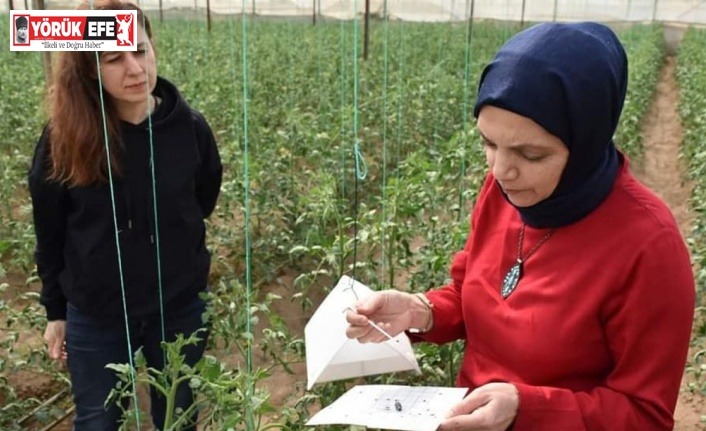 Aydın’da biyoteknik mücadele çalışmaları devam ediyor