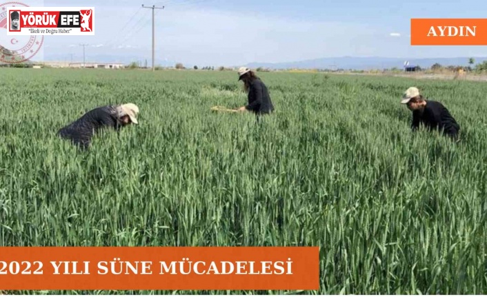 Aydın’da süne mücadelesi devam ediyor