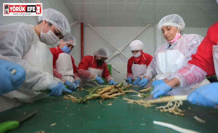 Efelerli kadınlar 7 ton şevketibostan işledi