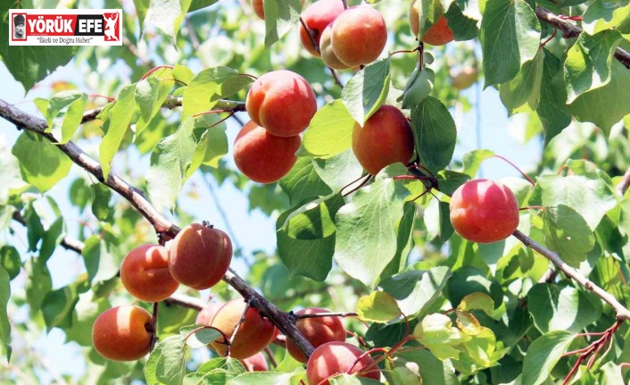 Erkenci kayısılar hasat için gün sayıyor