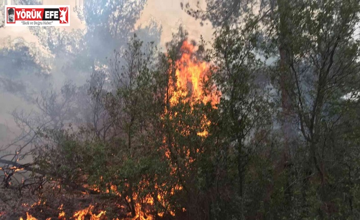 Karpuzlu’da orman yangını