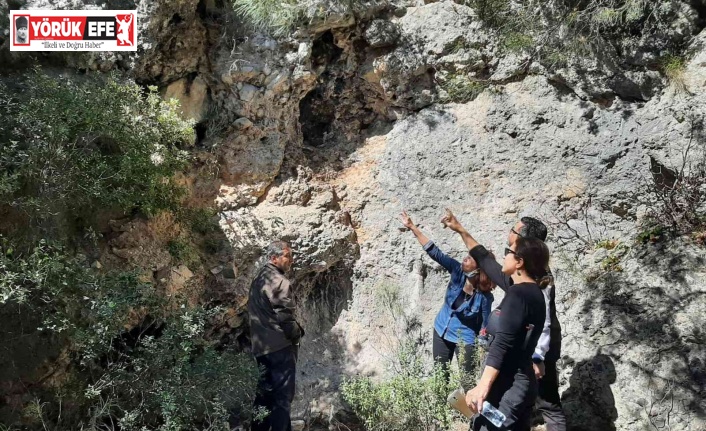 Tüylü çan çiçeğinin korunması için çalışmalar sürüyor