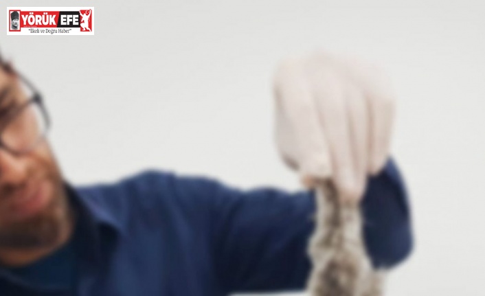 Yavru alaca baykuş tedavi altına alındı