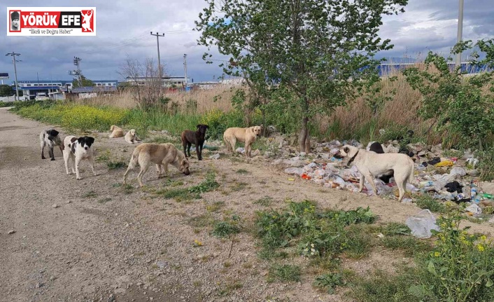 Aydın’da başıboş köpekler hem yayaların hem de sürücülerin korkulu rüyası haline geldi