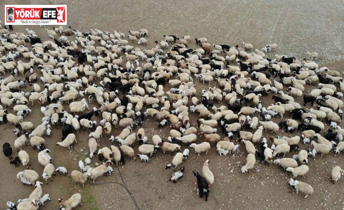 Aydın’da bin 755 üreticiye 4 milyon TL ödenecek