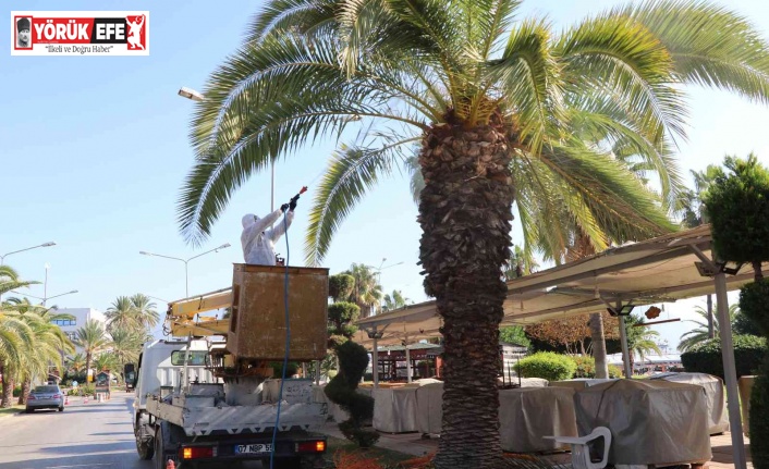 Aydın’da kırmızı palmiye böceği kontrolleri yapılıyor