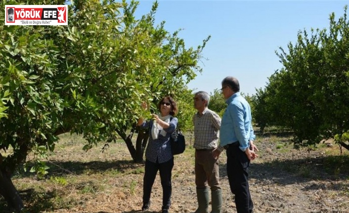 Aydın’da turunçgil unlu bit zararlısı ile mücadele başladı