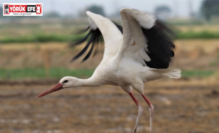 Aydın’ın sembolü leylekler gelmez oldu