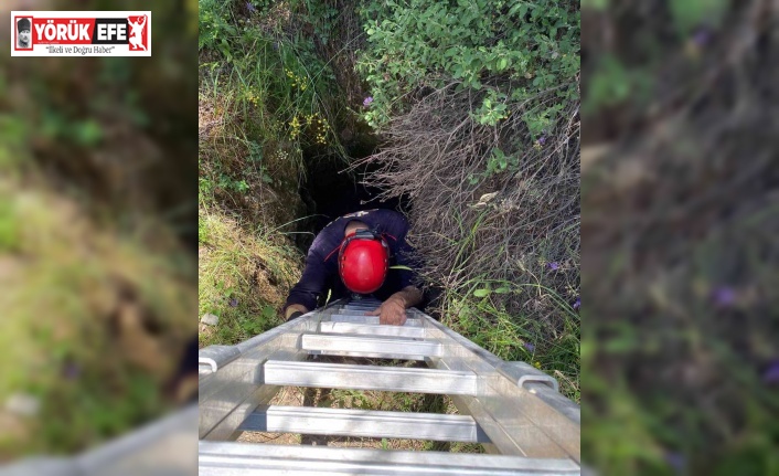 Çukura düşen yavru yaban domuzlarını itfaiye ekipleri kurtardı