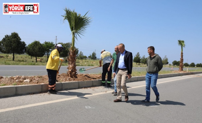 Didim Belediyesi, 250 adet palmiye ağacının dikimini gerçekleştiriyor