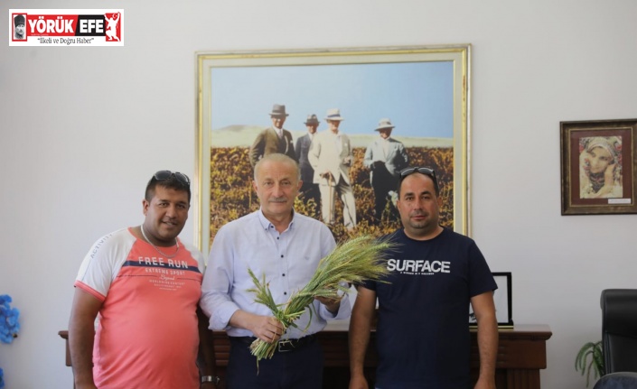 Didim Belediyesi’nin ektiği buğdaylar hasada gün sayıyor
