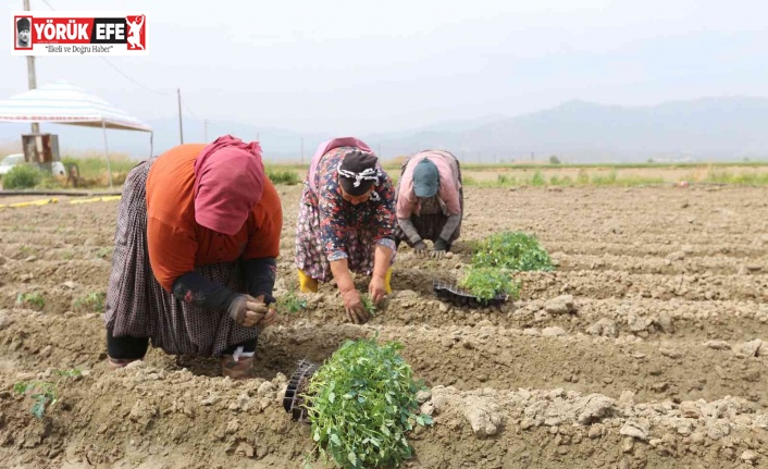 Efeler Belediyesi’nin tarım ürünlerini çeşitleniyor
