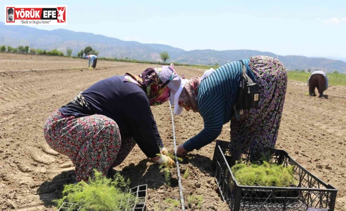 Efeler’in yetiştirdiği tarım ürünlerine Kuşkonmaz eklendi