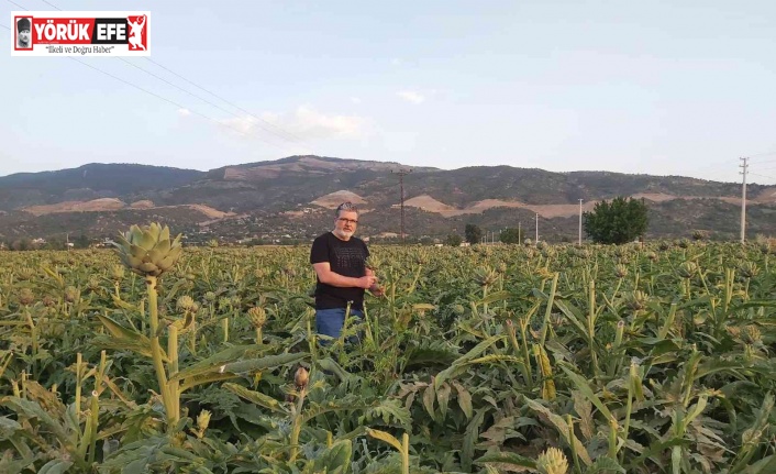 "Enginar; sofrada karaciğerin dostu, laboratuvarda kanserin düşmanı çıktı"