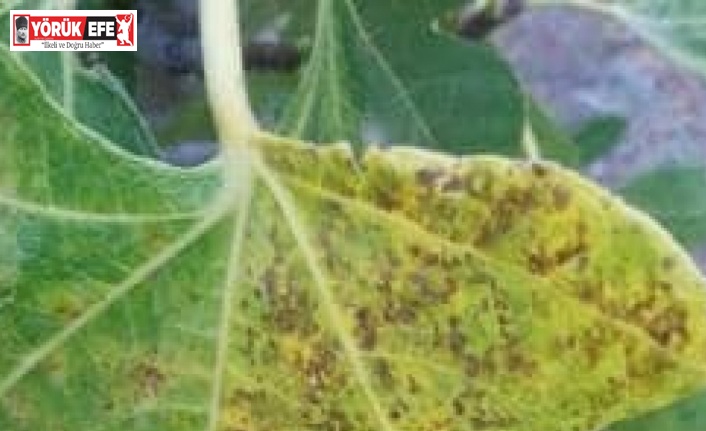 Koçarlı İlçe Tarım Müdürlüğü üreticileri incir pasına karşı uyardı